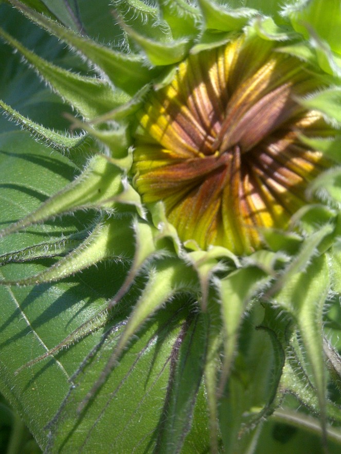 sunflower2013